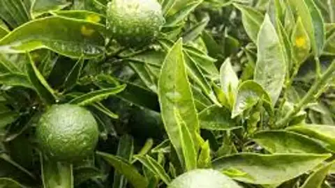 Los cítricos son los más beneficiados por la lluvia tras varios días de altas temperaturas en la Vega Baja Los cítricos son los más beneficiados por la lluvia tras varios días de altas temperaturas en la Vega Baja