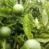 Los cítricos son los más beneficiados por la lluvia tras varios días de altas temperaturas en la Vega Baja