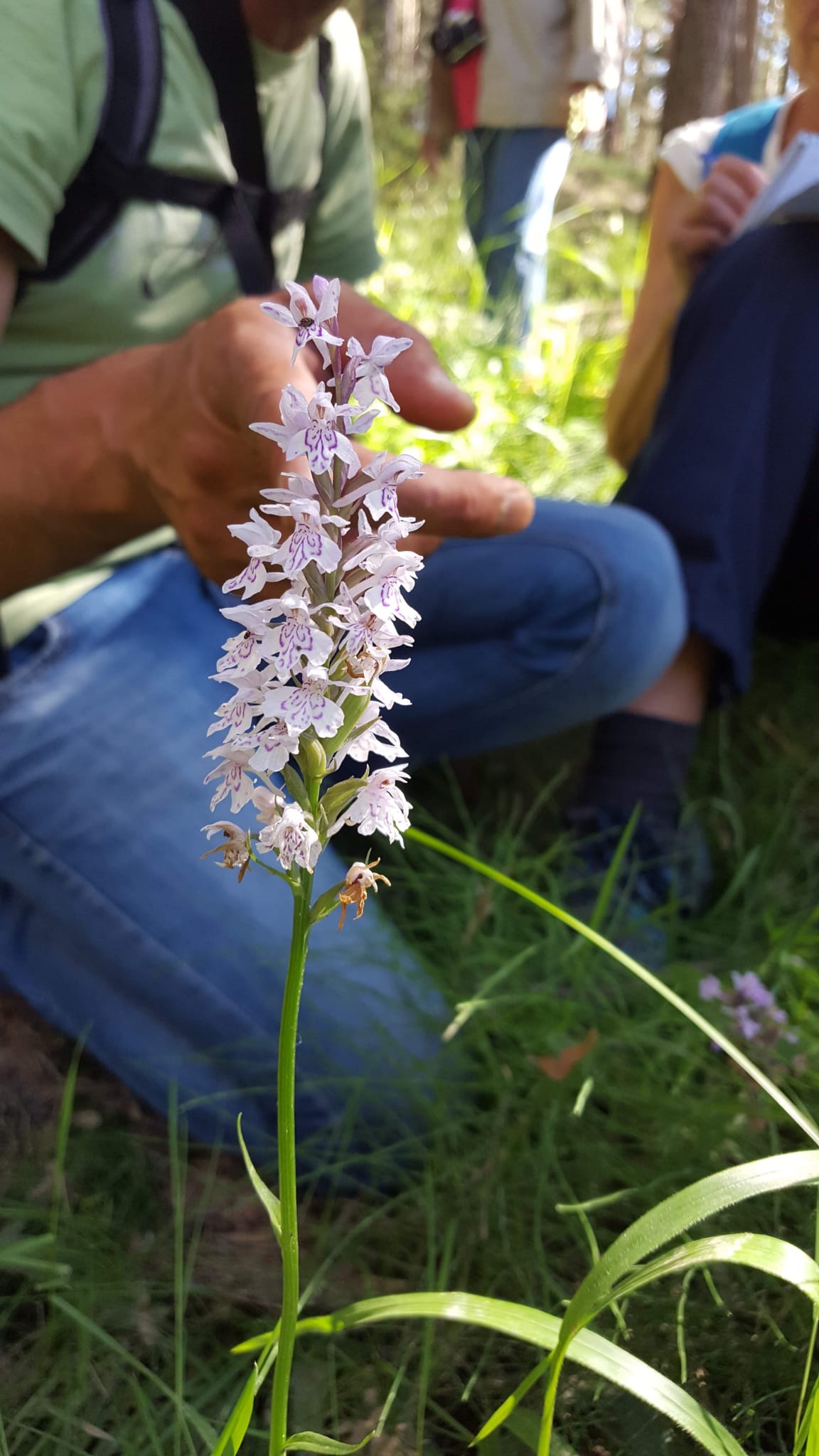 Las orquídeas, atractivo turístico en la Sierra de Albarracín Las orquídeas, atractivo turístico en la Sierra de Albarracín