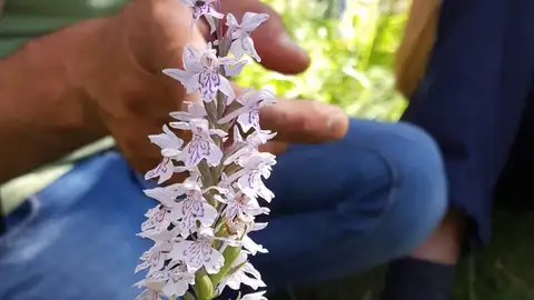Una de las orquídeas en la Sierra de Albarracín Una de las orquídeas en la Sierra de Albarracín