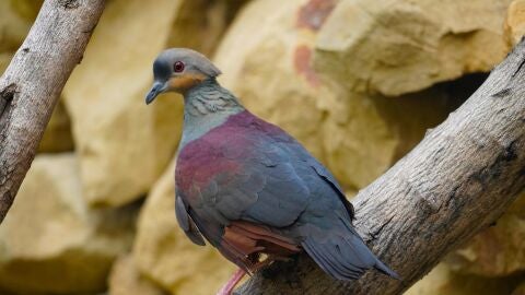 Paloma perdiz jamaicana en Bioparc Fuengirola 
