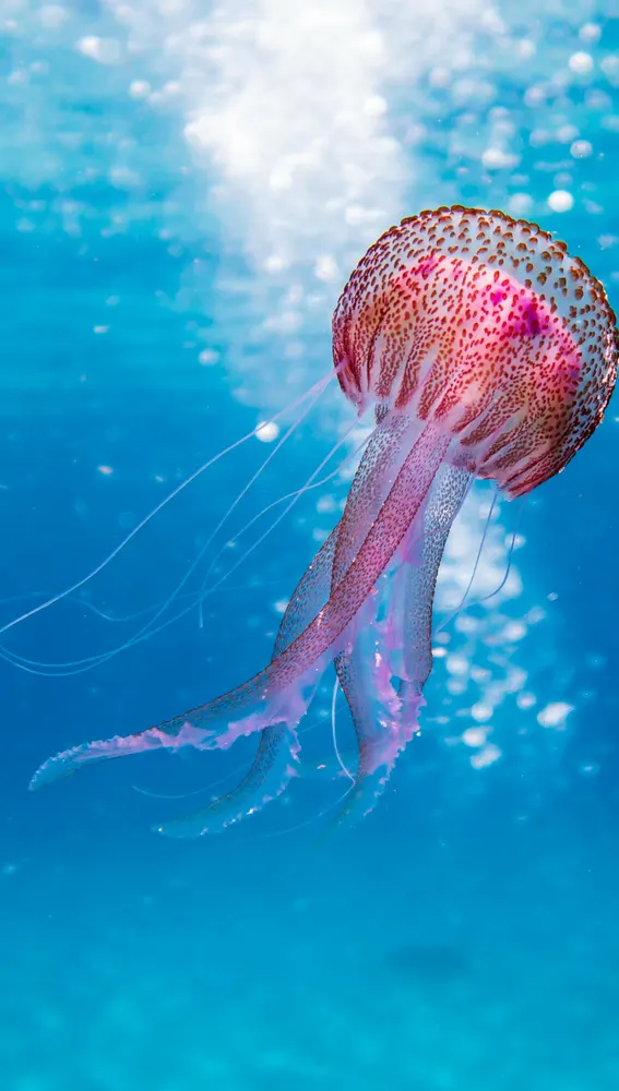 Fondos marinos Fondos marinos