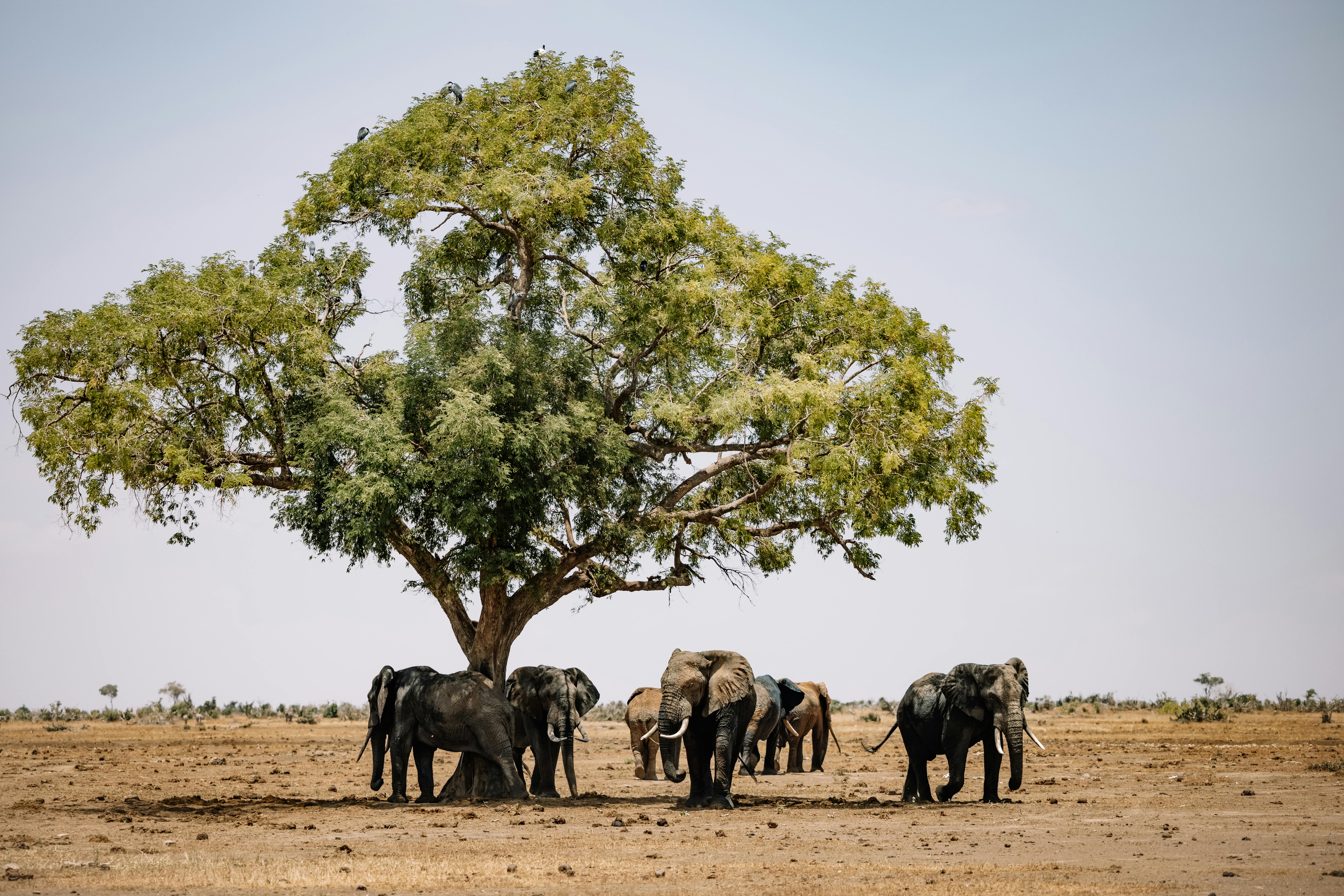 Zimbabue: un país lleno de historia, naturaleza y maravillas Zimbabue: un país lleno de historia, naturaleza y maravillas