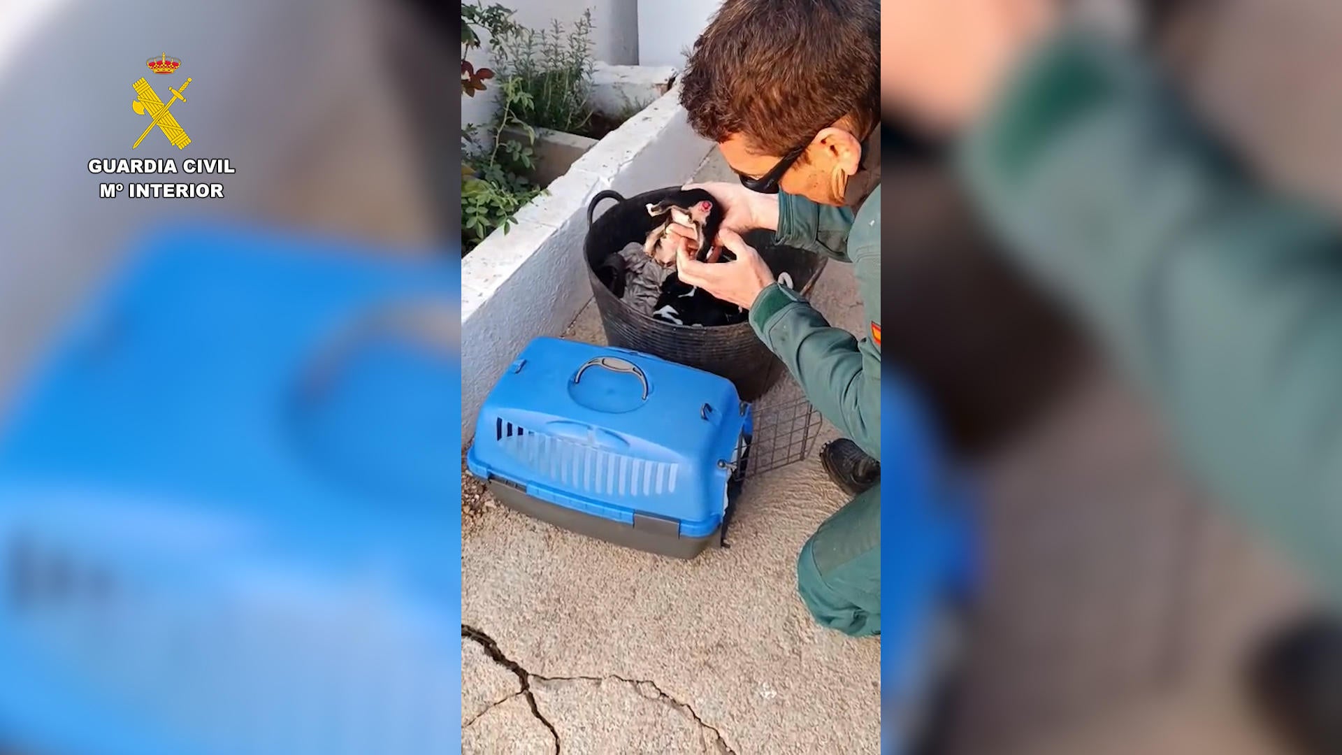 Maltrato animal en Tarragona: la Guardia Civil investiga a un hombre por mutilar la cola de tres cachorros Maltrato animal en Tarragona: la Guardia Civil investiga a un hombre por mutilar la cola de tres cachorros