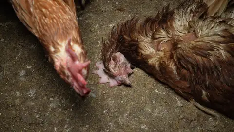 Las entidades de protección animal y medioambiental ARDE y Satya Animal han denunciado la falta de higiene con ratas, telarañas y cadáveres de gallina conviviendo con gallinas vivas y huevos en una granja avícola ubicada de Llucmajor, Mallorca Las entidades de protección animal y medioambiental ARDE y Satya Animal han denunciado la falta de higiene con ratas, telarañas y cadáveres de gallina conviviendo con gallinas vivas y huevos en una granja avícola ubicada de Llucmajor, Mallorca