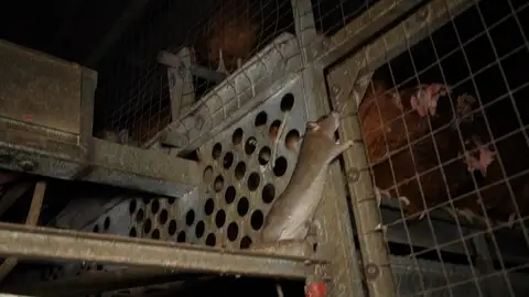 Las entidades de protección animal y medioambiental ARDE y Satya Animal han denunciado la falta de higiene con ratas, telarañas y cadáveres de gallina conviviendo con gallinas vivas y huevos en una granja avícola ubicada de Llucmajor, Mallorca Las entidades de protección animal y medioambiental ARDE y Satya Animal han denunciado la falta de higiene con ratas, telarañas y cadáveres de gallina conviviendo con gallinas vivas y huevos en una granja avícola ubicada de Llucmajor, Mallorca