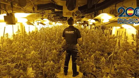 Plantación de marihuana en Vila-real Plantación de marihuana en Vila-real