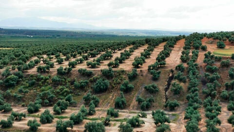 Olivar en Castilla-La Mancha.