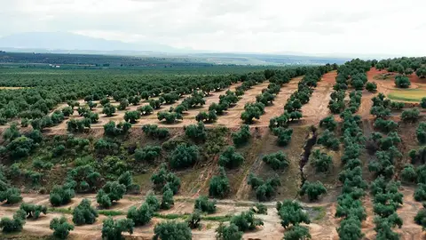 Olivar en Castilla-La Mancha. Olivar en Castilla-La Mancha.