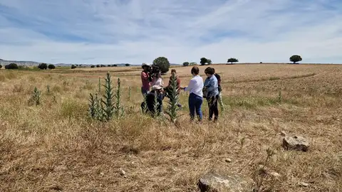 Especialistas del Gobierno de Aragón continúan trabajando contra la plaga de langosta detectada en Farlete (Zaragoza) Especialistas del Gobierno de Aragón continúan trabajando contra la plaga de langosta detectada en Farlete (Zaragoza)