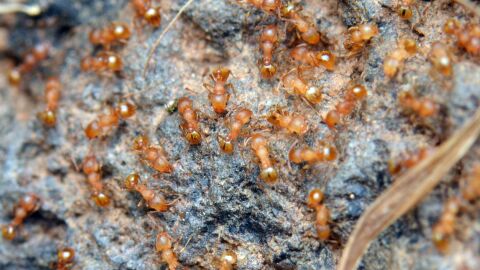 Hormiga Peque&ntilde;a de Fuego