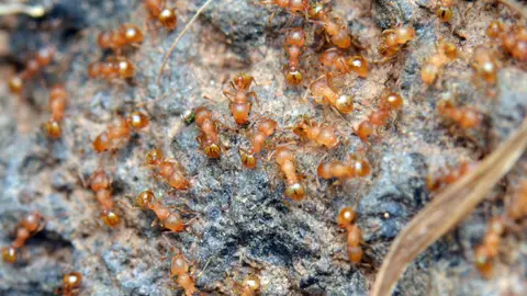 Hormiga Pequeña de Fuego Hormiga Pequeña de Fuego