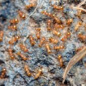 Hormiga Pequeña de Fuego