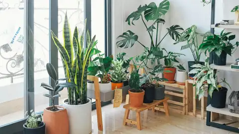 Multitud de plantas en el interior del salón de una casa Multitud de plantas en el interior del salón de una casa