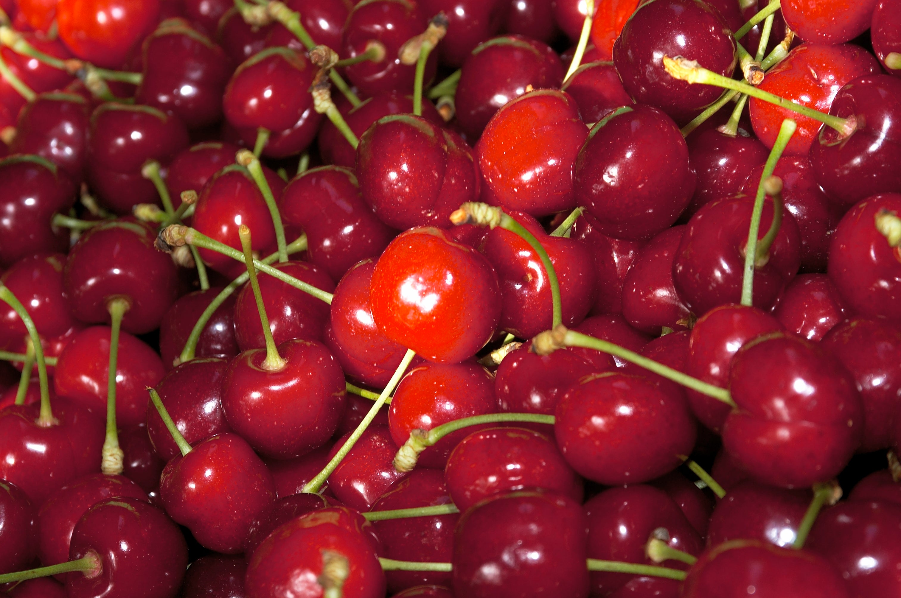 La D.O.P Cereza del Jerte certifica las primeras cerezas con una previsión de producción de 7.000 toneladas La D.O.P Cereza del Jerte certifica las primeras cerezas con una previsión de producción de 7.000 toneladas