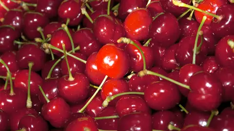 La D.O.P Cereza del Jerte certifica las primeras cerezas con una previsión de producción de 7.000 toneladas La D.O.P Cereza del Jerte certifica las primeras cerezas con una previsión de producción de 7.000 toneladas