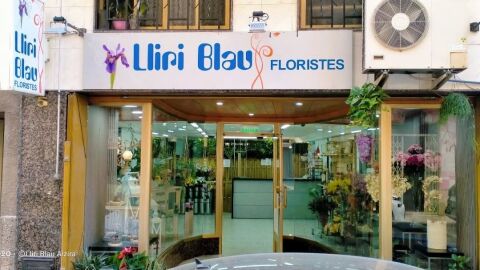 Lliri Blau en Alzira