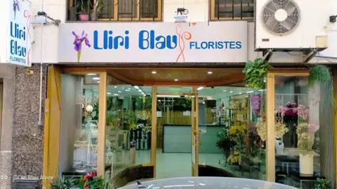 Lliri Blau en Alzira Lliri Blau en Alzira