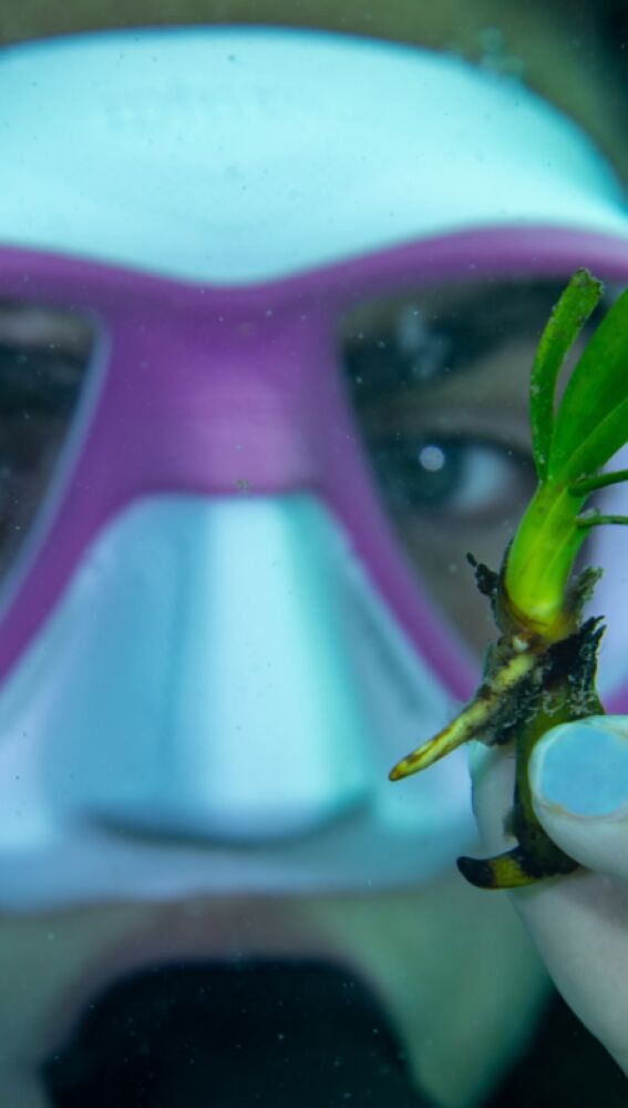 La Asociación Vellmarí tiene como proyecto la plantación de posidonia