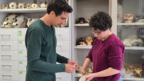 Ana B. Marín y Alexandre Lefebvre observan restos de animales que analizan en el laboratorio del grupo EvoAdapta en la UC Ana B. Marín y Alexandre Lefebvre observan restos de animales que analizan en el laboratorio del grupo EvoAdapta en la UC