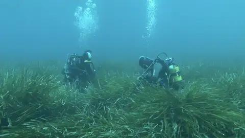 Global Omnium impulsa la conservación marina a través de su consultoría ambiental Global Omnium impulsa la conservación marina a través de su consultoría ambiental