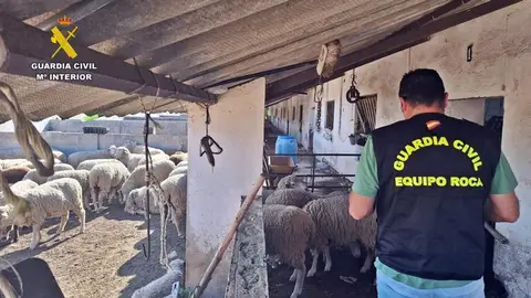 Tres investigados por sustracción de ganado, un remolque y maquinaria en fincas de la Campiña Sur Tres investigados por sustracción de ganado, un remolque y maquinaria en fincas de la Campiña Sur