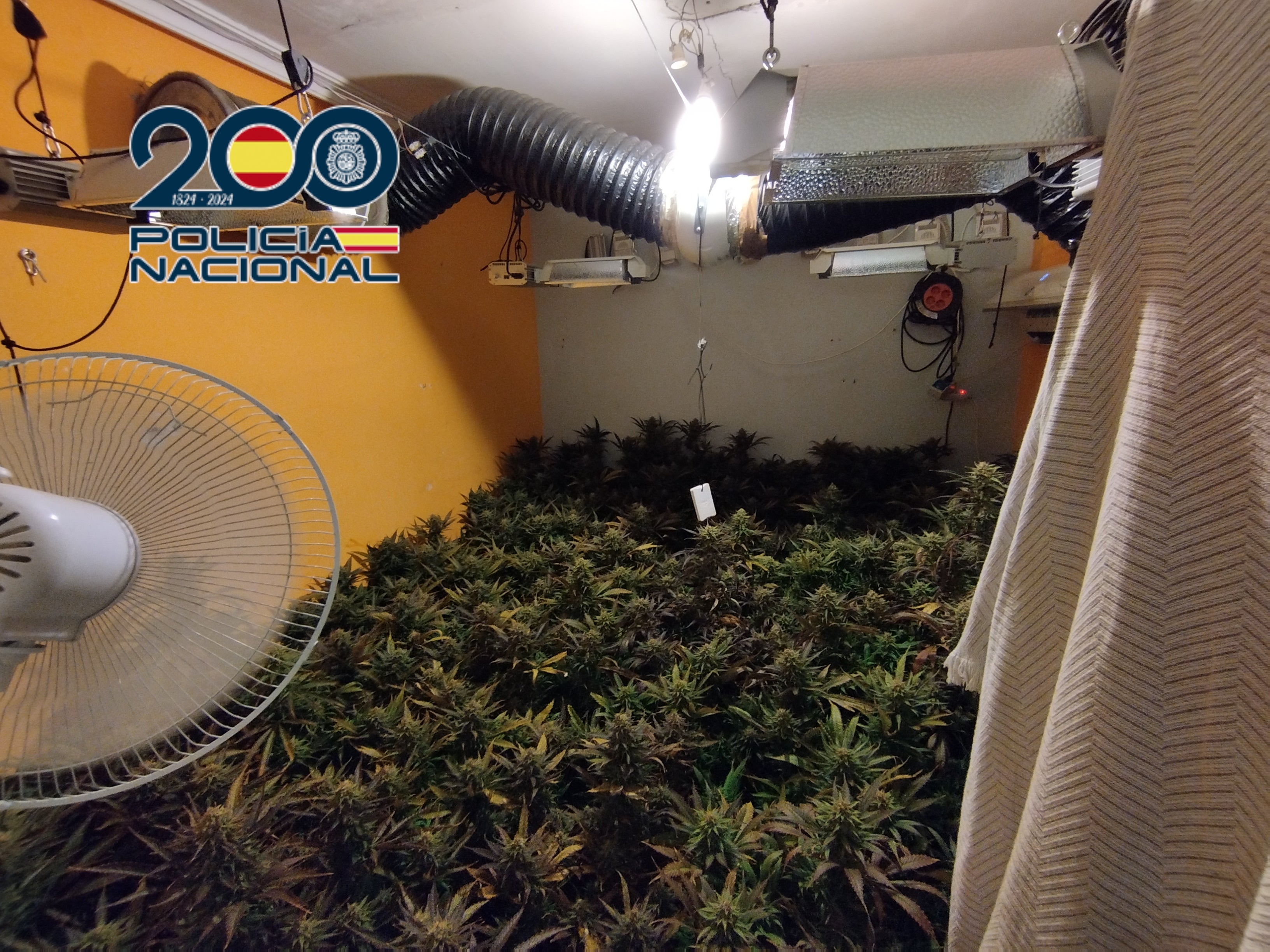 La Policía Nacional desmantela en Elda dos plantaciones de marihuana y detiene a cuatro personas La Policía Nacional desmantela en Elda dos plantaciones de marihuana y detiene a cuatro personas