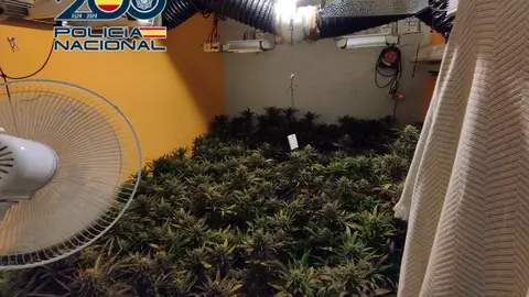Una de las plantaciones de marihuana desmanteladas en Elda. Una de las plantaciones de marihuana desmanteladas en Elda.