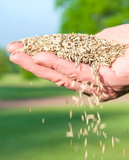 FITOSER ofrece asesoramiento agrícola con una amplia gama de soluciones en fitosanitarios y fertilizantes FITOSER ofrece asesoramiento agrícola con una amplia gama de soluciones en fitosanitarios y fertilizantes