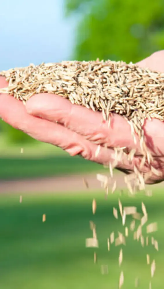 FITOSER ofrece asesoramiento agrícola con una amplia gama de soluciones en fitosanitarios y fertilizantes FITOSER ofrece asesoramiento agrícola con una amplia gama de soluciones en fitosanitarios y fertilizantes