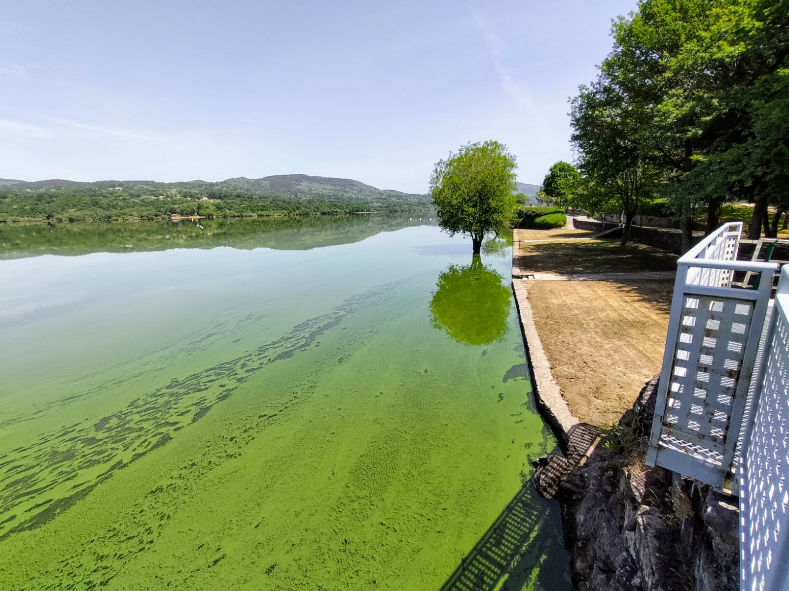Amigas da Terra urxe medidas contra un novo "bloom de cianobacterias" no rio Limia Amigas da Terra urxe medidas contra un novo "bloom de cianobacterias" no rio Limia