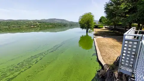 Amigas da Terra urxe medidas contra un novo "bloom de cianobacterias" no rio Limia Amigas da Terra urxe medidas contra un novo "bloom de cianobacterias" no rio Limia