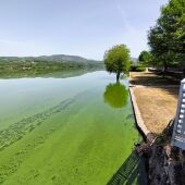 Amigas da Terra urxe medidas contra un novo "bloom de cianobacterias" no rio Limia