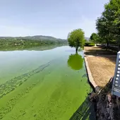 Amigas da Terra urxe medidas contra un novo "bloom de cianobacterias" no rio Limia Amigas da Terra urxe medidas contra un novo "bloom de cianobacterias" no rio Limia