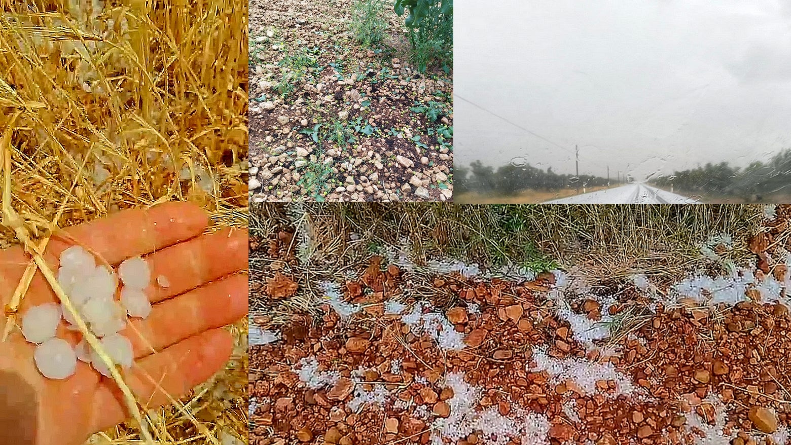 Diversos cultivos se han visto afectados, en diferentes zonas de la comarca Diversos cultivos se han visto afectados, en diferentes zonas de la comarca