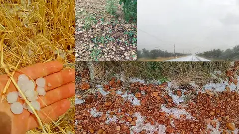 Daños ocasionados por el granizo en cereval, vid, olivo y pistacho Daños ocasionados por el granizo en cereval, vid, olivo y pistacho