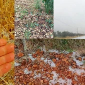 Daños ocasionados por el granizo en cereval, vid, olivo y pistacho Daños ocasionados por el granizo en cereval, vid, olivo y pistacho