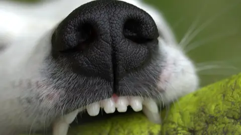 Imagen de archivo de un perro. Imagen de archivo de un perro.