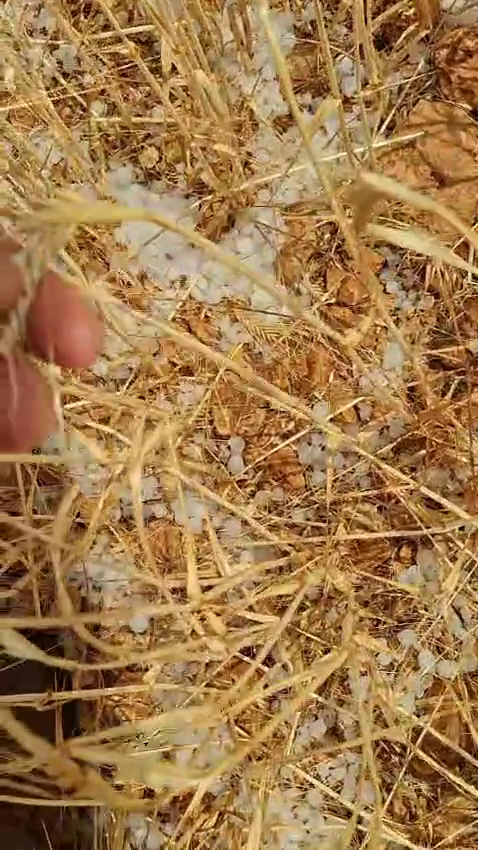 El granizo arrasa cultivos de cereal en la zona de Herrera de La Mancha y daña viñas en Moral de Calatrava El granizo arrasa cultivos de cereal en la zona de Herrera de La Mancha y daña viñas en Moral de Calatrava