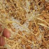 Granizo destroza cereal en la zona de Herrera de La Mancha