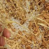 Granizo destroza cereal en la zona de Herrera de La Mancha Granizo destroza cereal en la zona de Herrera de La Mancha