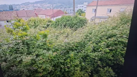 Vecinos de Lamas de Abade denuncian que tienen que convivir con una plaga "insalubre" de insectos por la maleza y falta de limpieza de una finca próxima a sus viviendas Vecinos de Lamas de Abade denuncian que tienen que convivir con una plaga "insalubre" de insectos por la maleza y falta de limpieza de una finca próxima a sus viviendas