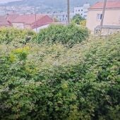 Vecinos de Lamas de Abade denuncian que tienen que convivir con una plaga "insalubre" de insectos por la maleza y falta de limpieza de una finca próxima a sus viviendas 