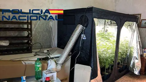 Un detenido por cultivar en Trujillanos droga en un garaje de su madre, sobre la que tenía orden de alejamiento Un detenido por cultivar en Trujillanos droga en un garaje de su madre, sobre la que tenía orden de alejamiento