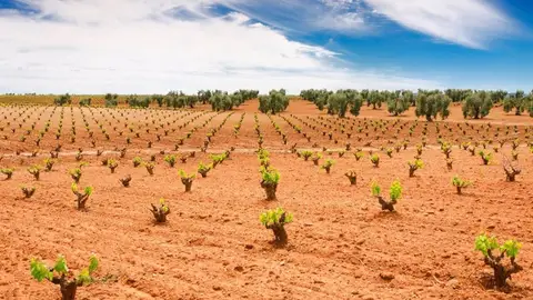 Apag Extremadura Asaja urge la publicación del decreto para los préstamos bonificados a la viña y olivar de secano Apag Extremadura Asaja urge la publicación del decreto para los préstamos bonificados a la viña y olivar de secano