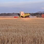 Cosechadora recogiendo cereal en el término municipal de Valdepeñas