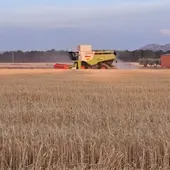Cosechadora recogiendo cereal en el término municipal de Valdepeñas Cosechadora recogiendo cereal en el término municipal de Valdepeñas