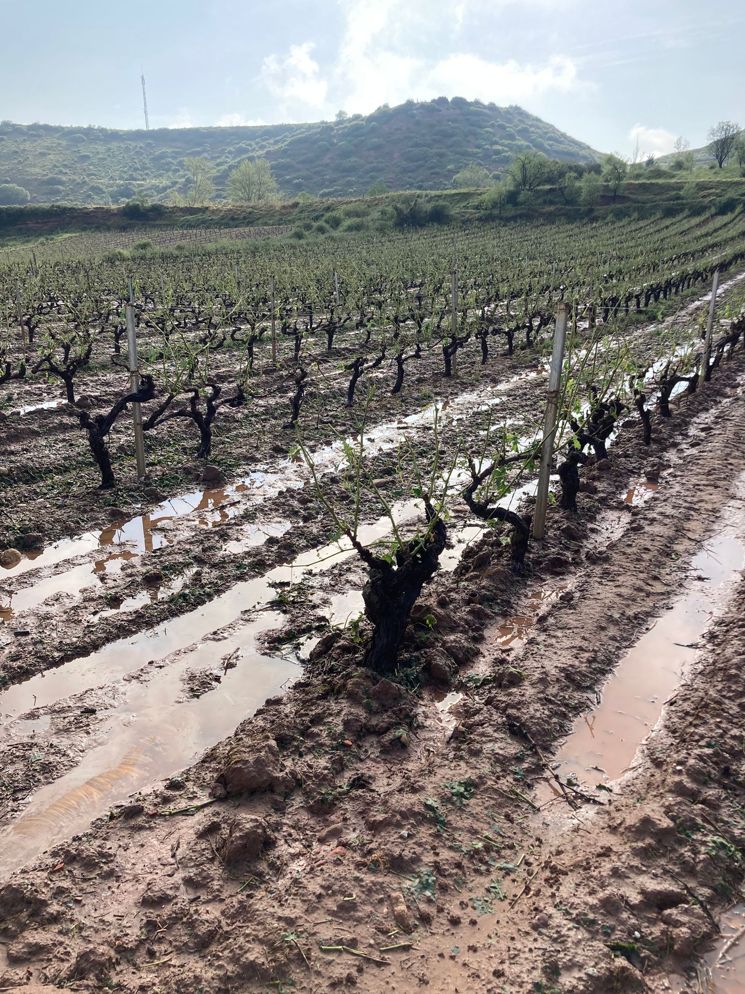 Los cultivos en Moncalvillo arrasados por el pedrisco Los cultivos en Moncalvillo arrasados por el pedrisco
