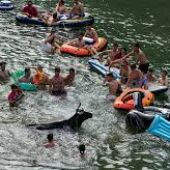 Fiesta "Vacas por el Tajo" en Trillo.