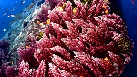 Jesús Osorio Jesús Osorio